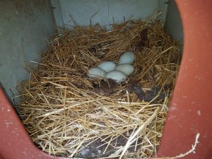 Fünf Eier liegen im warmen Nest unserer Trauerschwäne