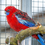 Rot-blauer Pennantsittich