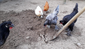 Fünf Hühner stehen interessiert bei einer Schaufel